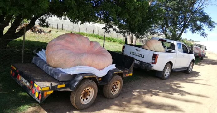 New South African Record for Heaviest Pumpkin