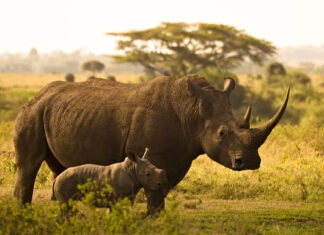 rhino-poachers-convicted-trials