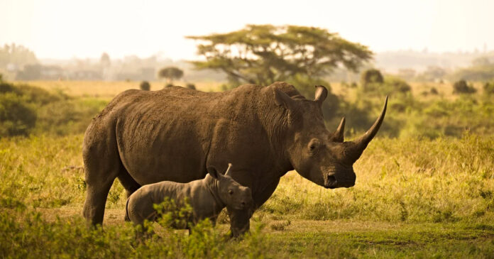rhino-poachers-convicted-trials rhino-poachers-convicted-trials