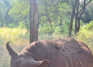 rhino-poaching-south-africa