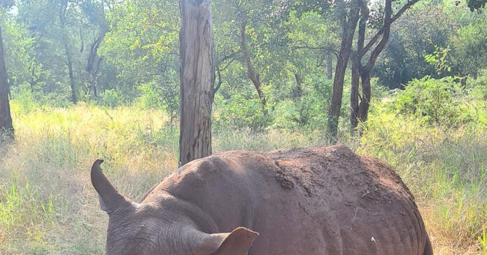 rhino-poaching-south-africa rhino-poaching-south-africa