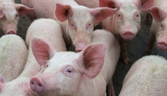 swine fever south africa swine fever south africa