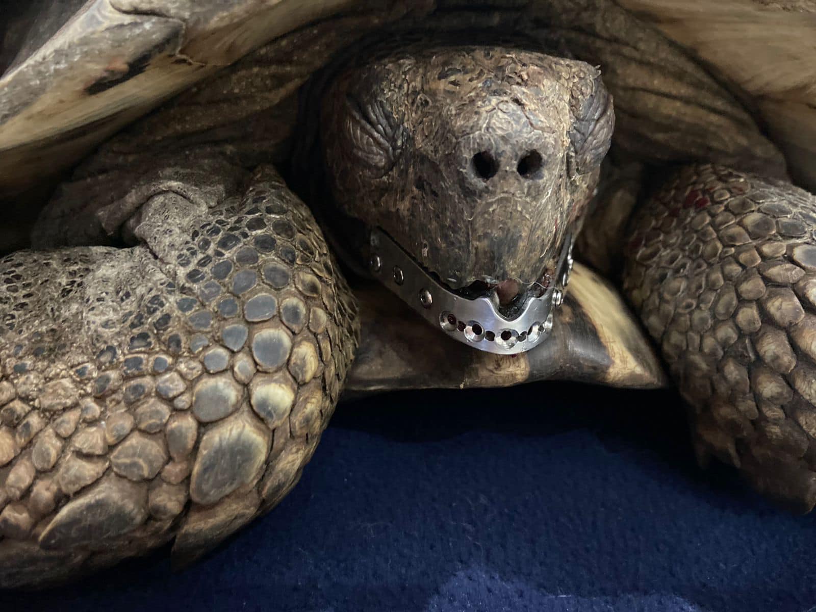 Vet Rebuilds Jaw of 30-Year-Old Tortoise with 3D Printer in South Africa