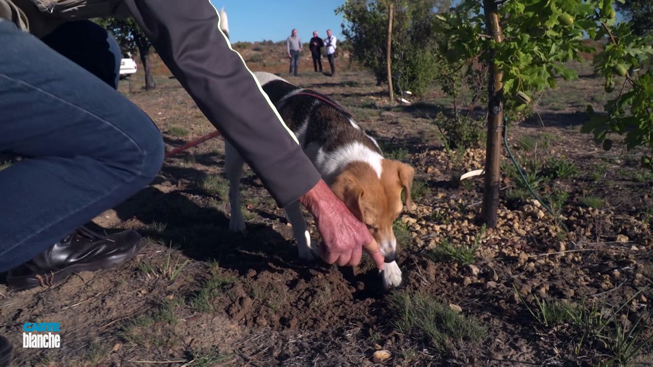 truffle sniffer dog South Africa