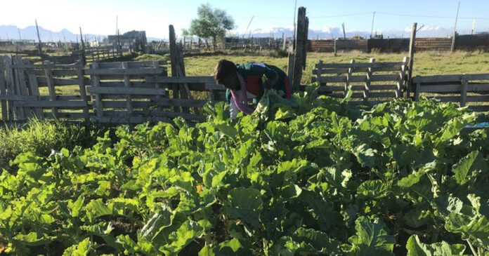 Jane Hozheri and her daughter started planting vegetables in Mfuleni, Cape Town after losing their business during the Covid-19 lockdown. Today, she says the vegetable garden is thriving, with plans to expand. Photo: Tariro Washinyira