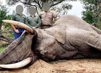 trophy hunting elephant wildlife