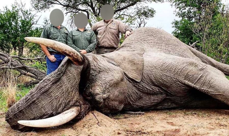 trophy hunting elephant wildlife