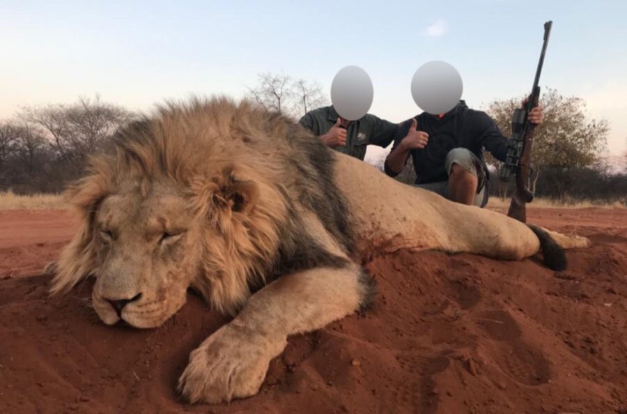 wildlife trophy hunting wildlife trophy hunting