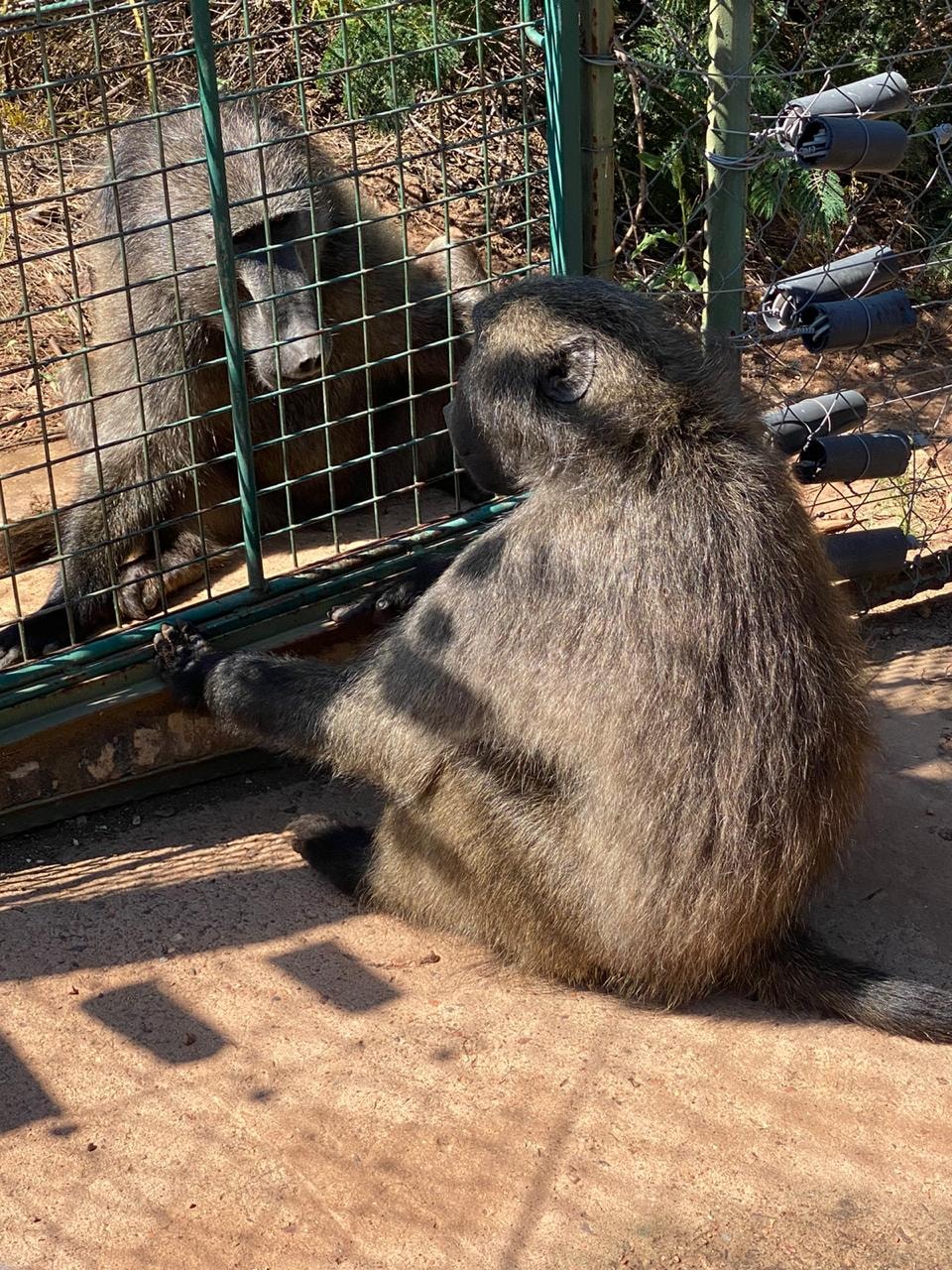 Jeffrey baboon Joburg safe