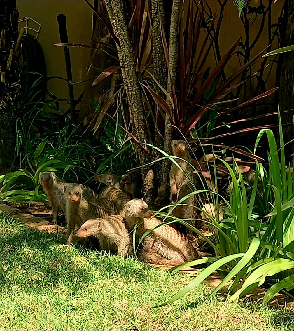 Mongoose owl rescue centre