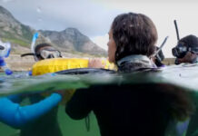 My-Octopus-Teacher-BBC-The-Great-th-African-Sea-Forest