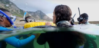 My-Octopus-Teacher-BBC-The-Great-th-African-Sea-Forest