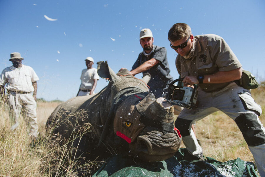KZN Reserve Undertakes Mass Rhino Dehorning to Save Species from Poaching.