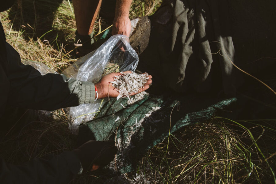 KZN Reserve Undertakes Mass Rhino Dehorning to Save Species from Poaching.