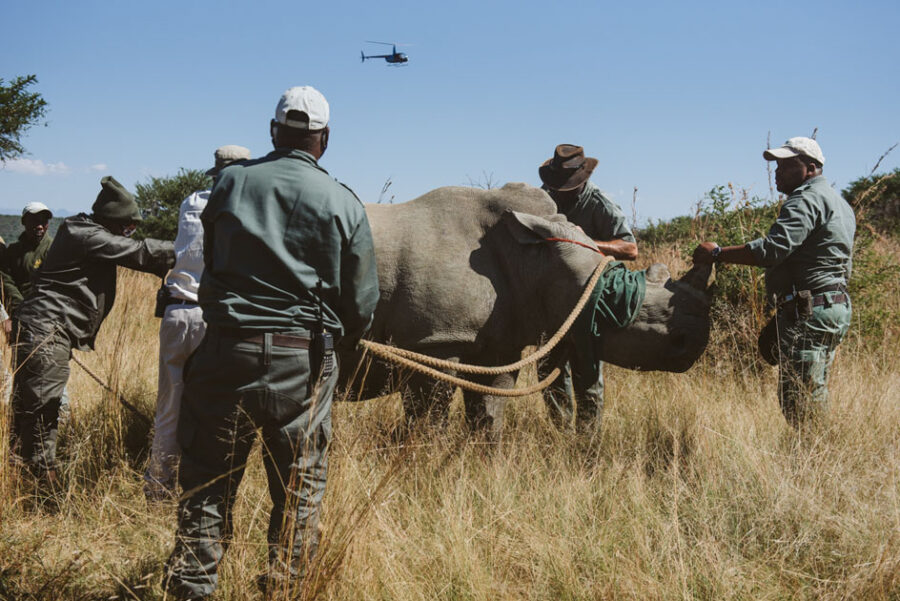 KZN Reserve Undertakes Mass Rhino Dehorning to Save Species from Poaching.