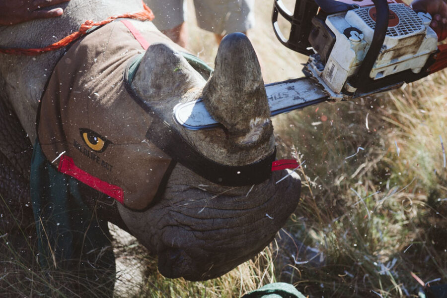 dehorning rhino