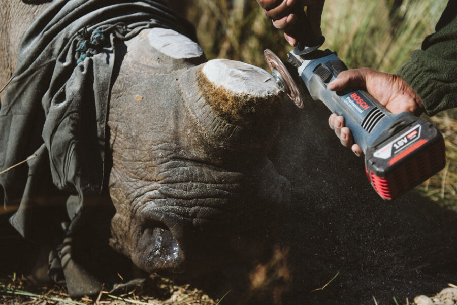 rhino dehorning