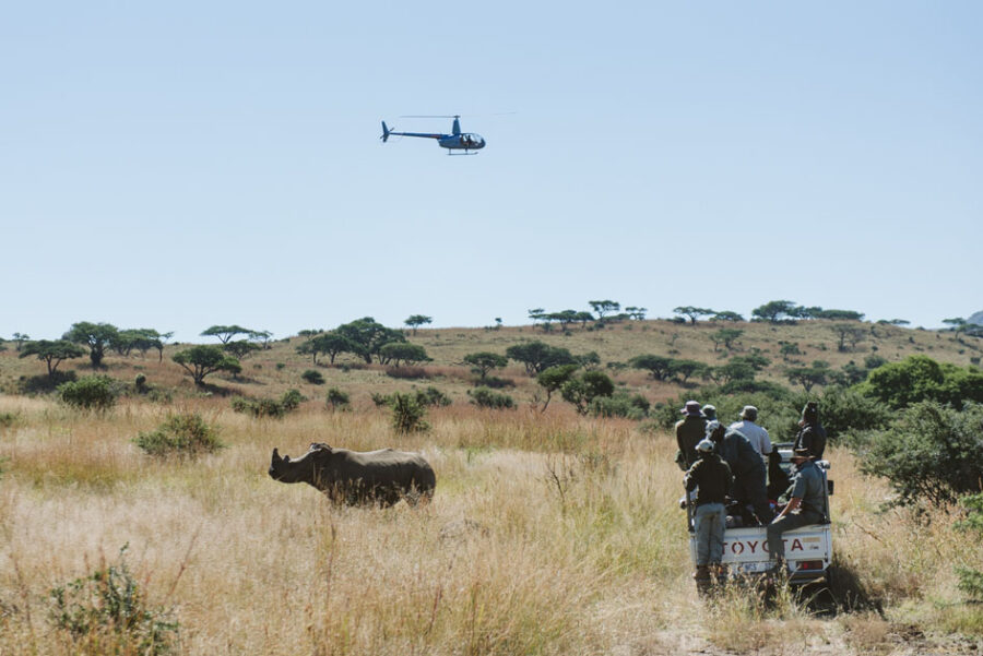 KZN Reserve Undertakes Mass Rhino Dehorning to Save Species from Poaching.