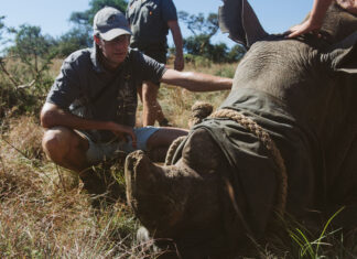 KZN Reserve Undertakes Mass Rhino Dehorning to Save Species from Poaching