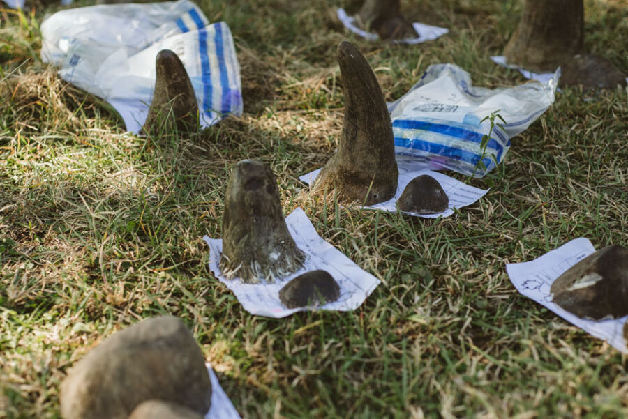 KZN Reserve Undertakes Mass Rhino Dehorning to Save Species from Poaching.