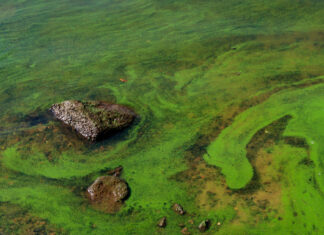 Alert Issued for Harmful Algae Bloom in Lower Olifants River, Impacting Crocodiles