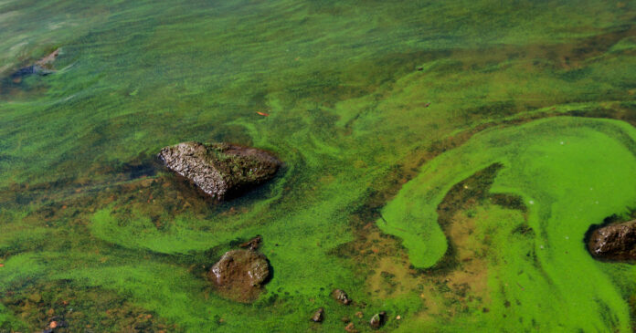 algae-bloom-olifants-river-iStock-1194542146-th Alert Issued for Harmful Algae Bloom in Lower Olifants River, Impacting Crocodiles