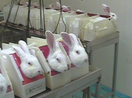 animal testing south africa