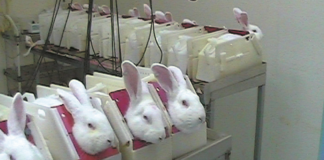 animal testing south africa