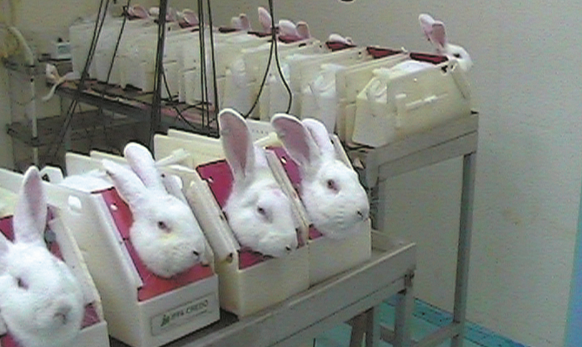WATCH #SaveRalph: Short Film to Ban Animal Testing in South Africa -  SAPeople - Worldwide South African News