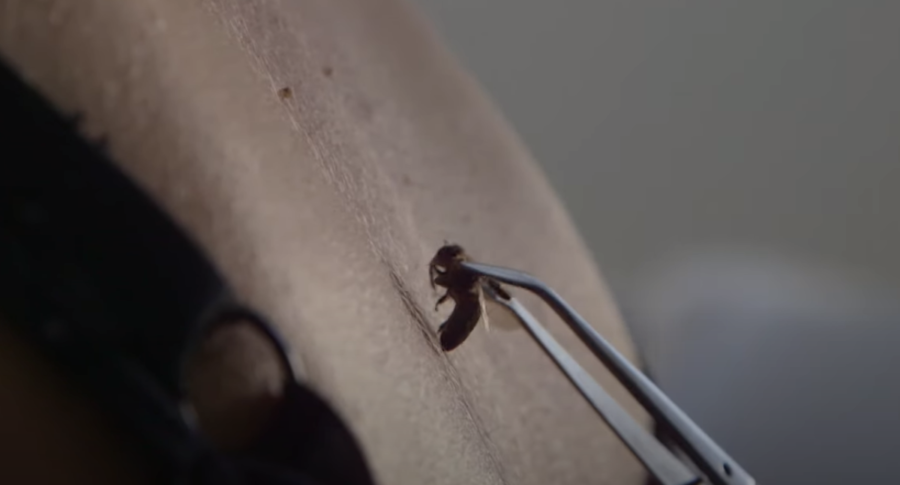 bee stings carte blanche