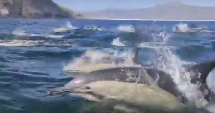 dolphin-super-pod-hout-bay-2 Dolphin Super Pod Splashes Across Hout Bay, South Africa