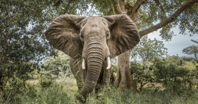 elephant Kruger National Park South Africa