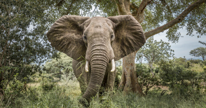 elephants-kill-poacher-attack-iStock-1161118002 elephant Kruger National Park South Africa