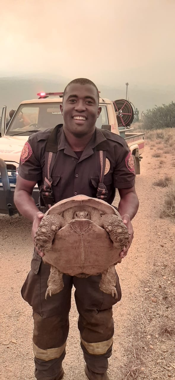 fireman save tortoise Helderberg