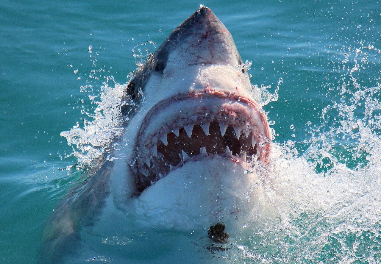 A great white shark off the coast of South Africa