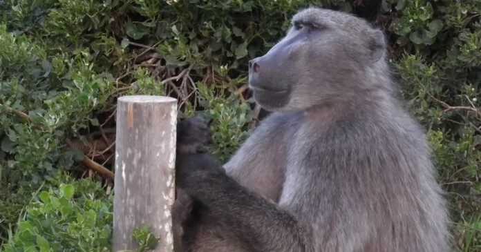 jeffrey-baboon-gauteng-safe Jeffrey Joburg celebrity baboon