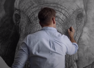 elephant pencil drawing david filer