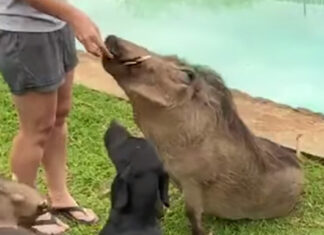 tame Warthogs Sit Obediently for Food with Pet Dogs video