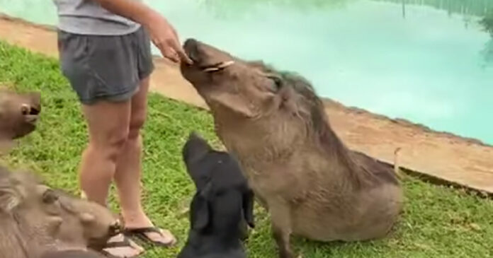 tame Warthogs Sit Obediently for Food with Pet Dogs video