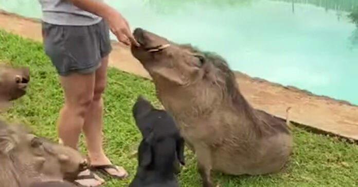 warthogs-pets-sit-food tame Warthogs Sit Obediently for Food with Pet Dogs video
