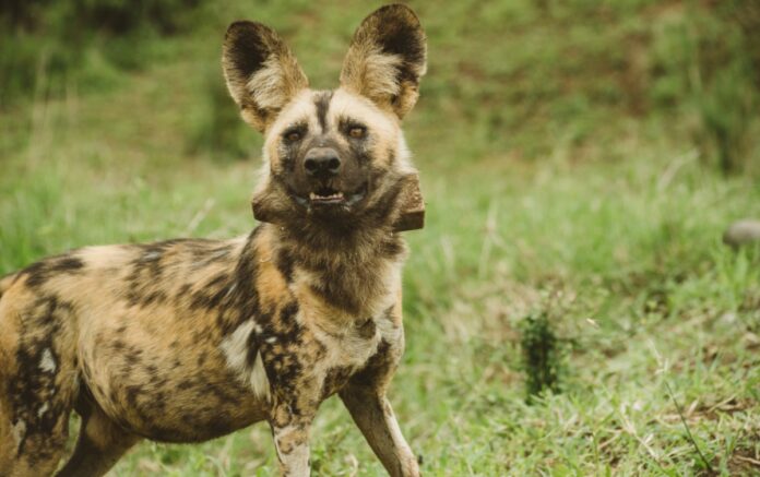 wild dogs 1 Ezemvelo KZN Wildlife release new pack of Endangered African Painted Dogs