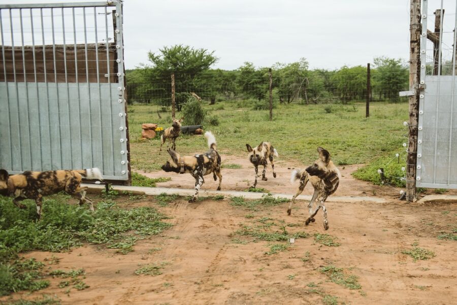 Ezemvelo KZN Wildlife release new pack of Endangered African Painted Dogs