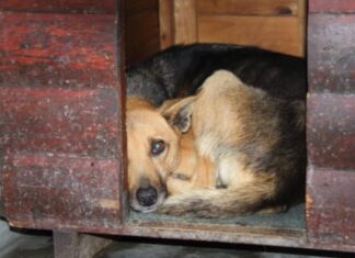 pet shelter flooded Khayelitsha