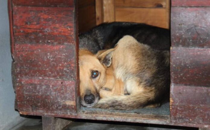 Cold Mdzananda dog pet shelter flooded Khayelitsha