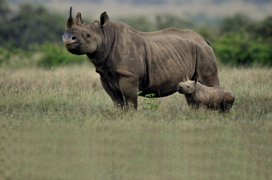 Black Rhino with her calf at the Somkhanda Community Game Reserve. Photo: Dave Gilroy.