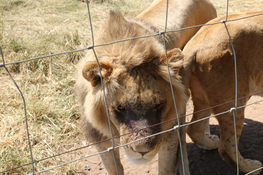 captive lion industry South Africa