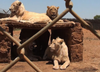 Minister's first steps to ending captive lion breeding industry, South Africa