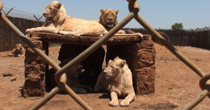 Breeding-Blood-Lions-South-Africa Minister's first steps to ending captive lion breeding industry, South Africa