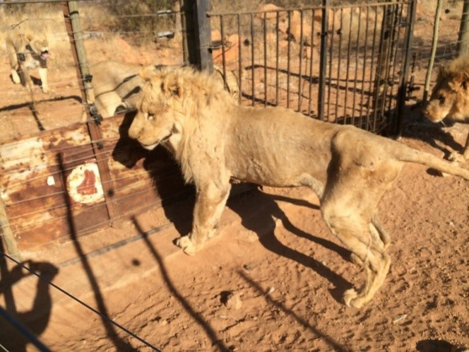 emaciated lion South Africa