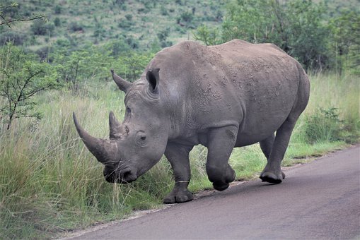 rhino attack South Africa
